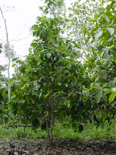 Arbol de Borojo